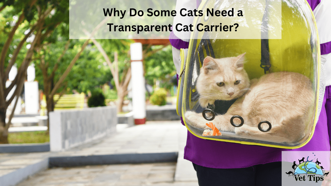 Why Do Some Cats Need a Transparent Cat Carrier?