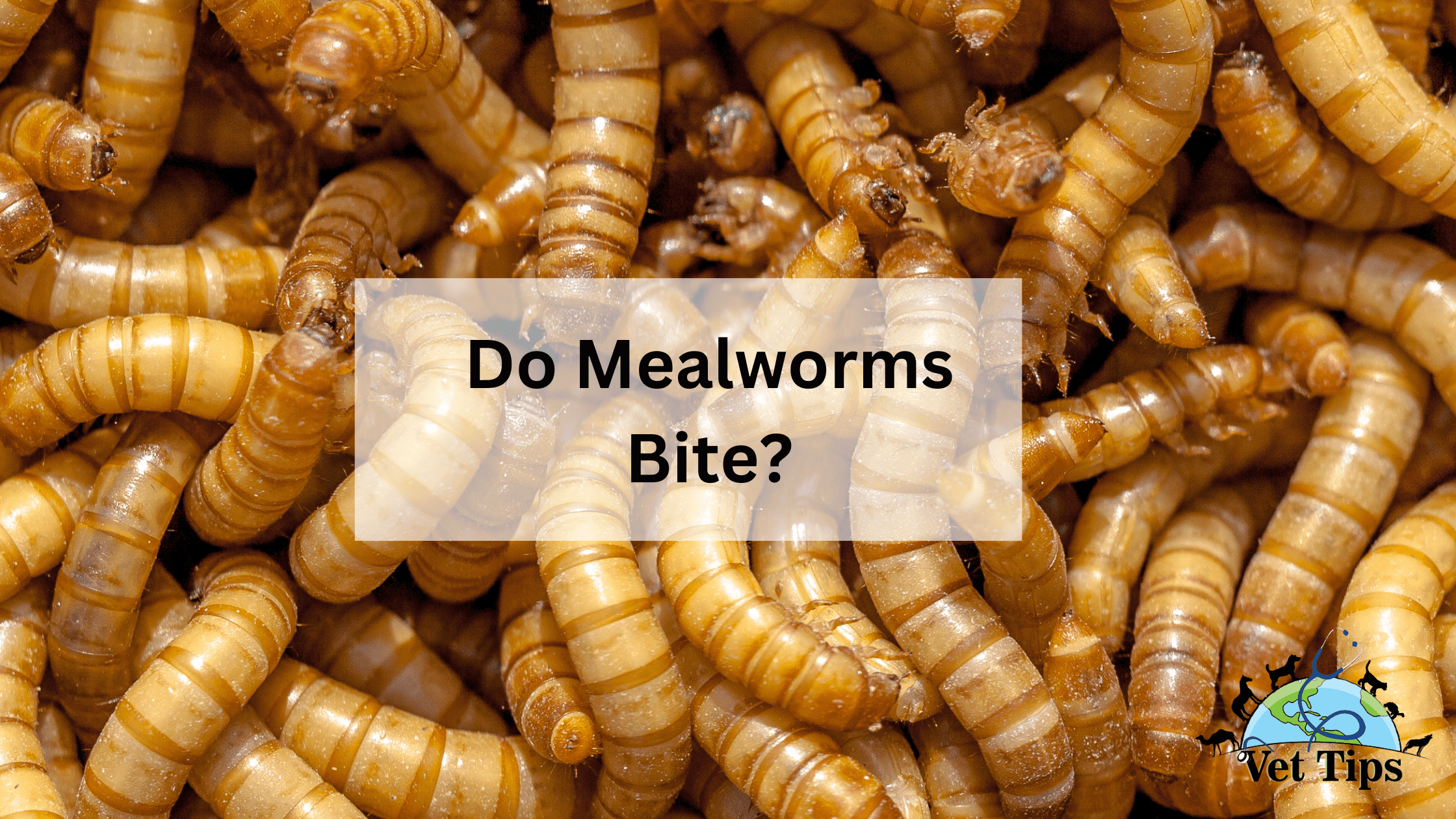 Do mealworms bite?