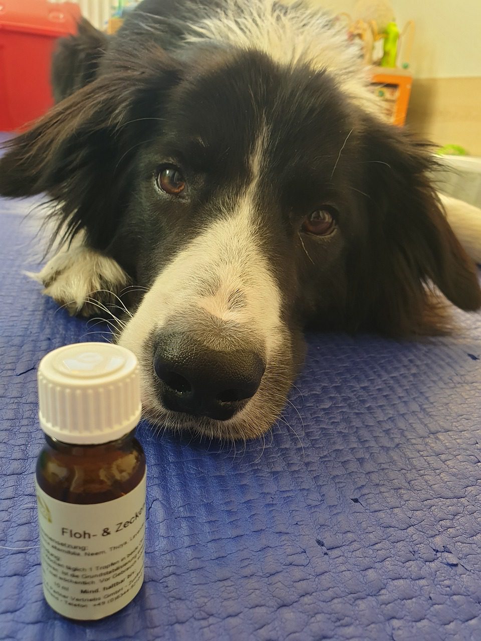 When To Give Digestive Enzymes For Dogs?