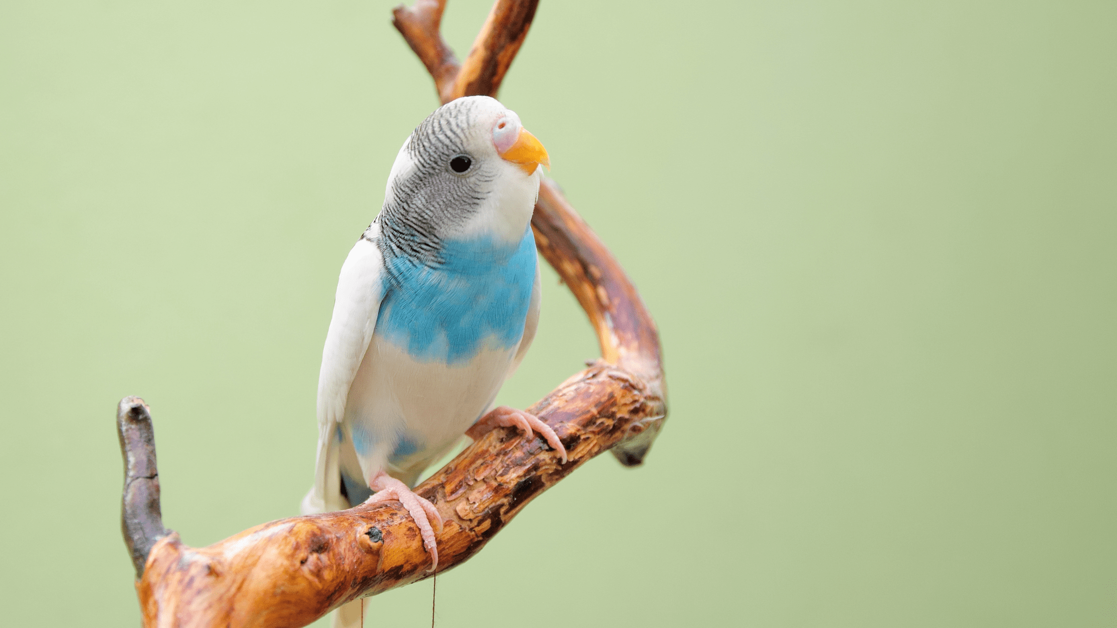 How to Make My Lonely Budgie Feel Better?