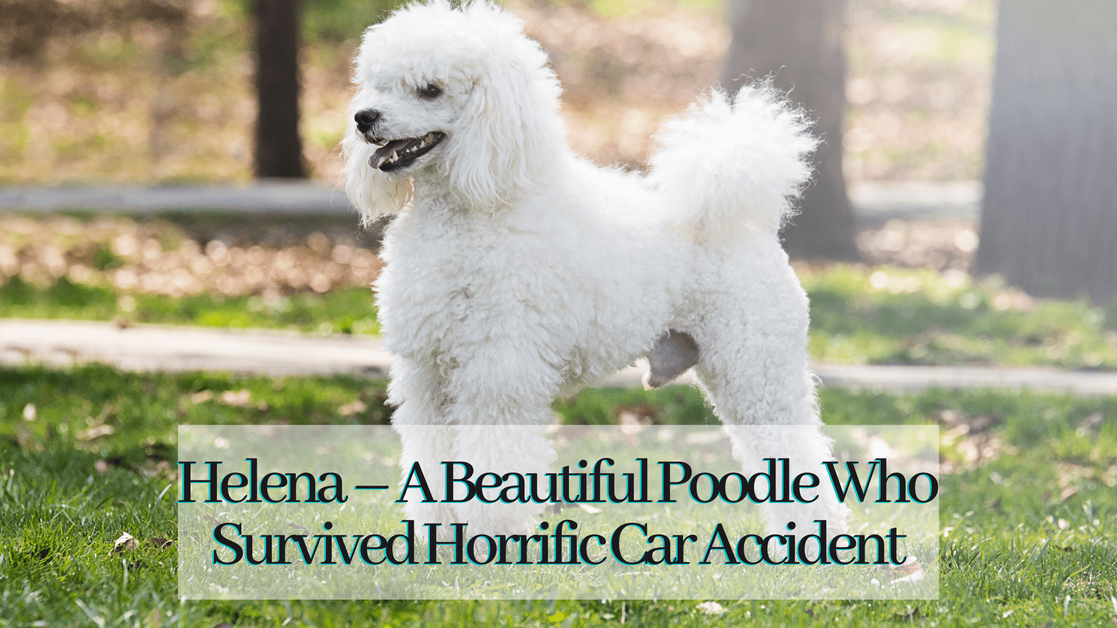 Helena – A Beautiful Poodle Who Survived Horrific Car Accident