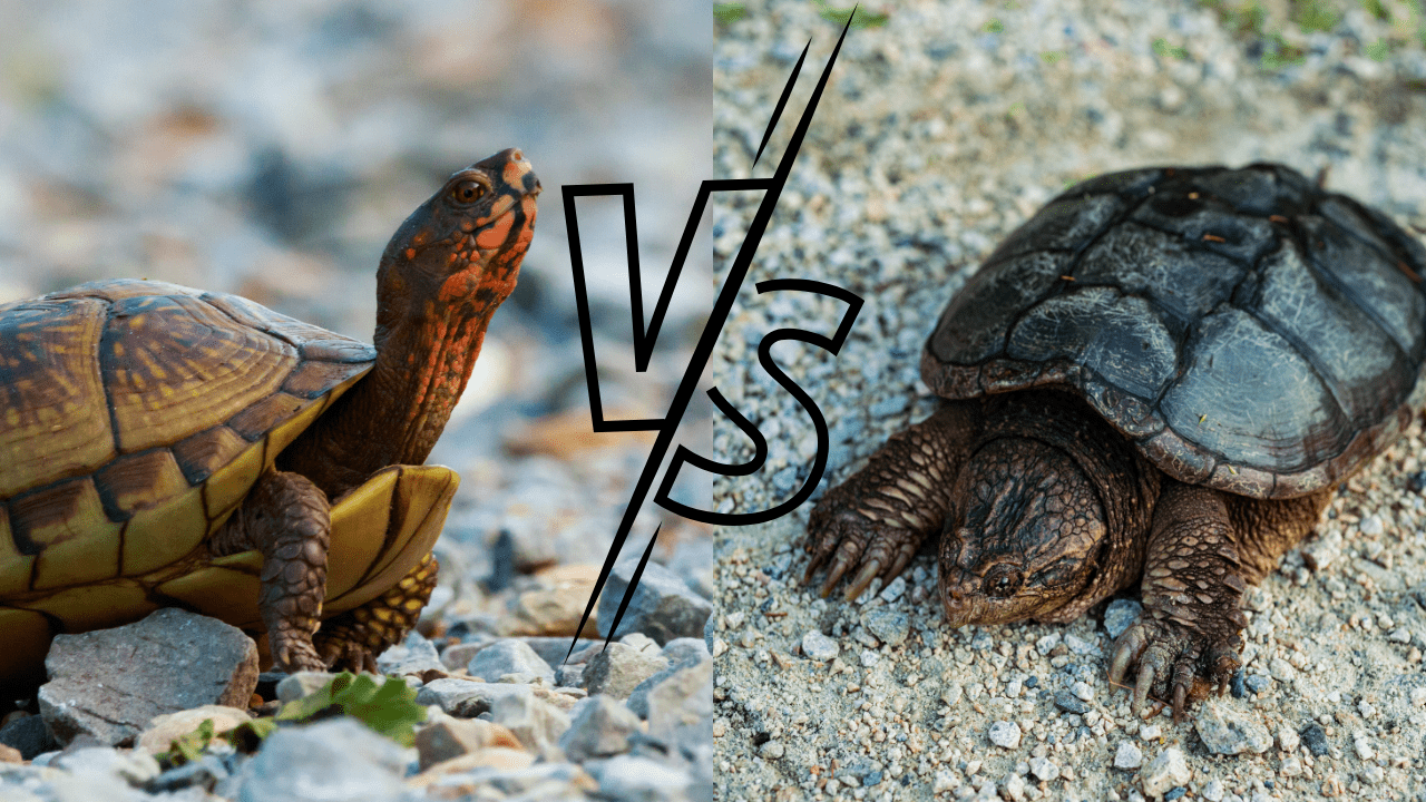 The Ultimate Guide To SNAPPING TURTLE VS REGULAR TURTLE