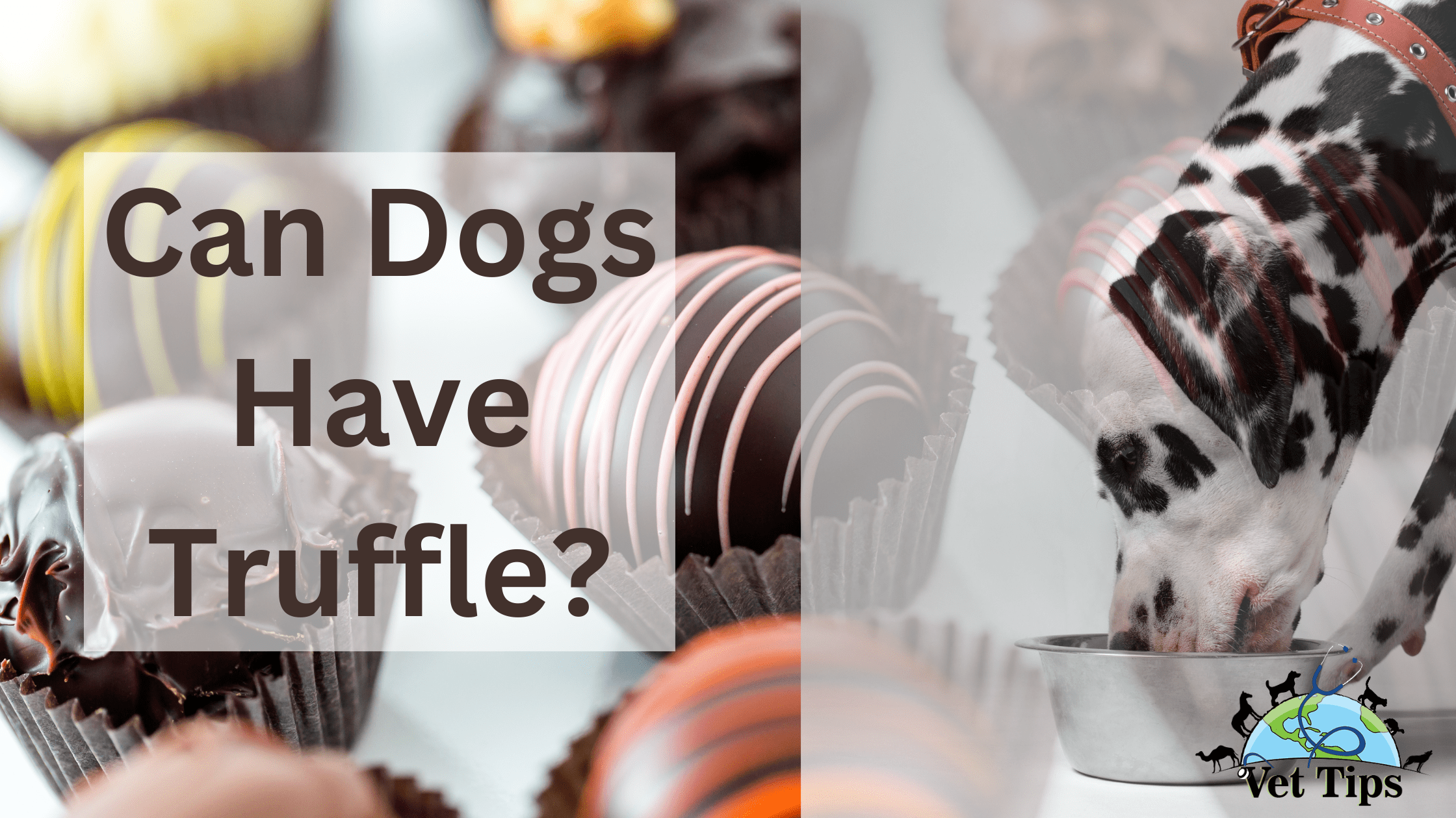 Can Dogs Have Truffle?