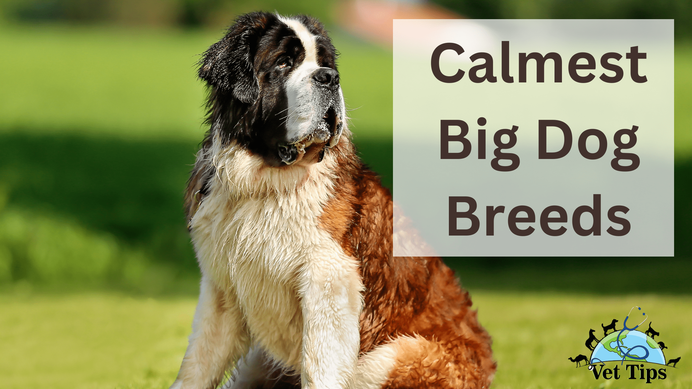 Calmest Big Dog Breeds