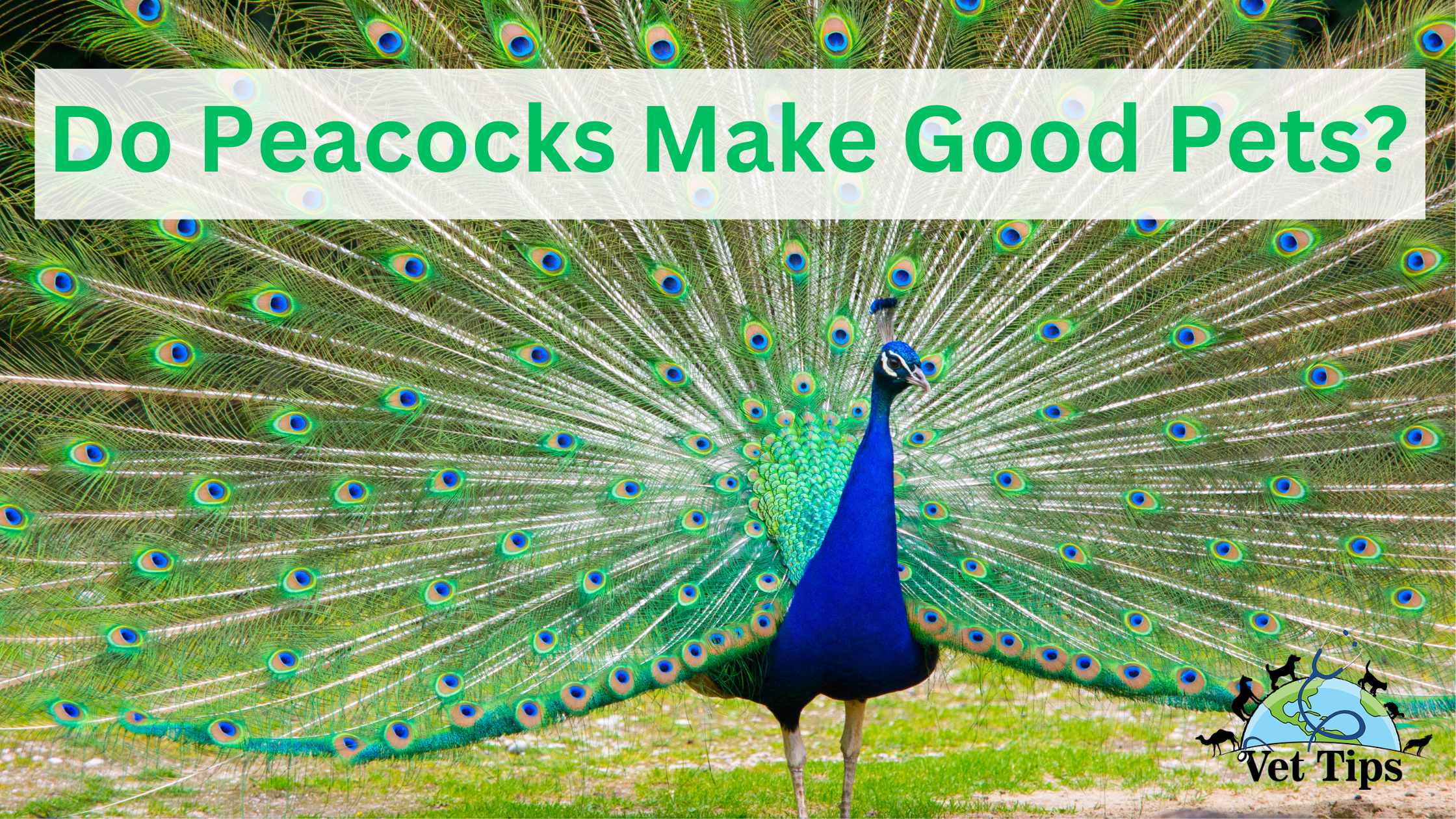 Do Peacocks Make Good Pets?