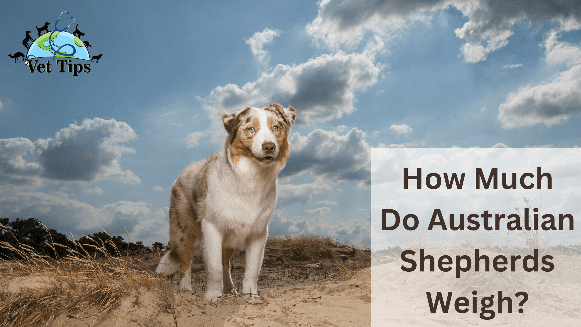 How Much Do Australian Shepherds Weigh?