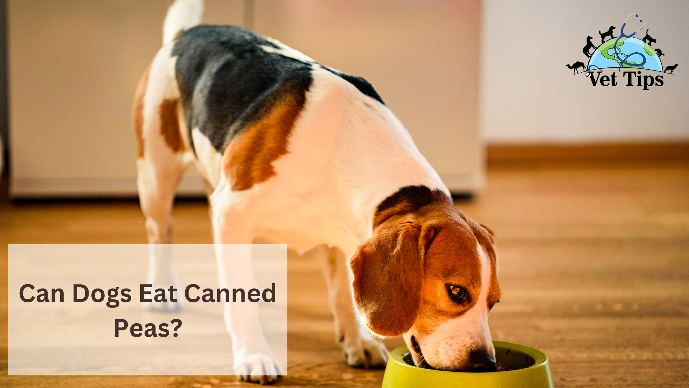 Can Dogs Eat Canned Peas?