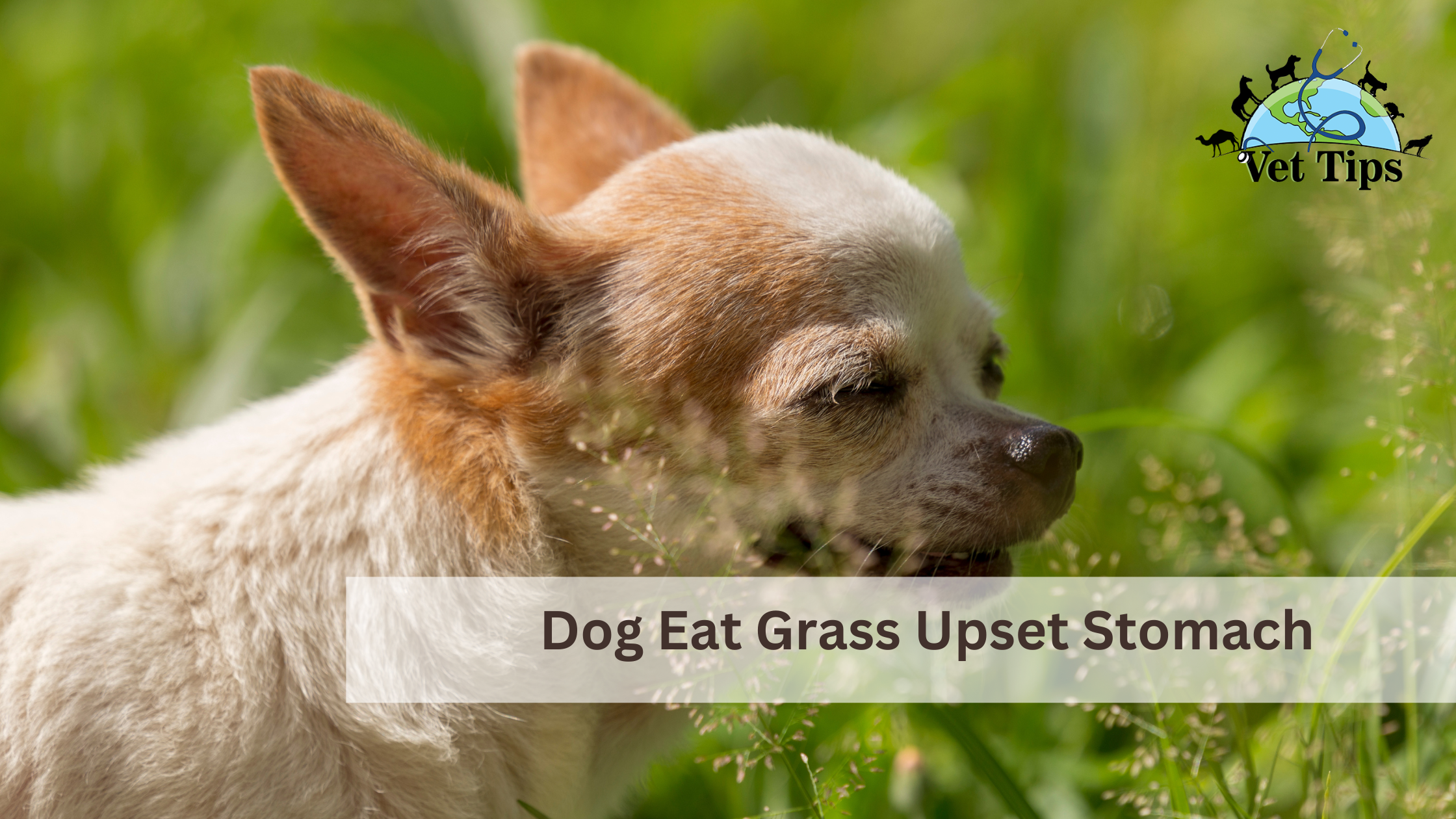 Dog Eat Grass Upset Stomach