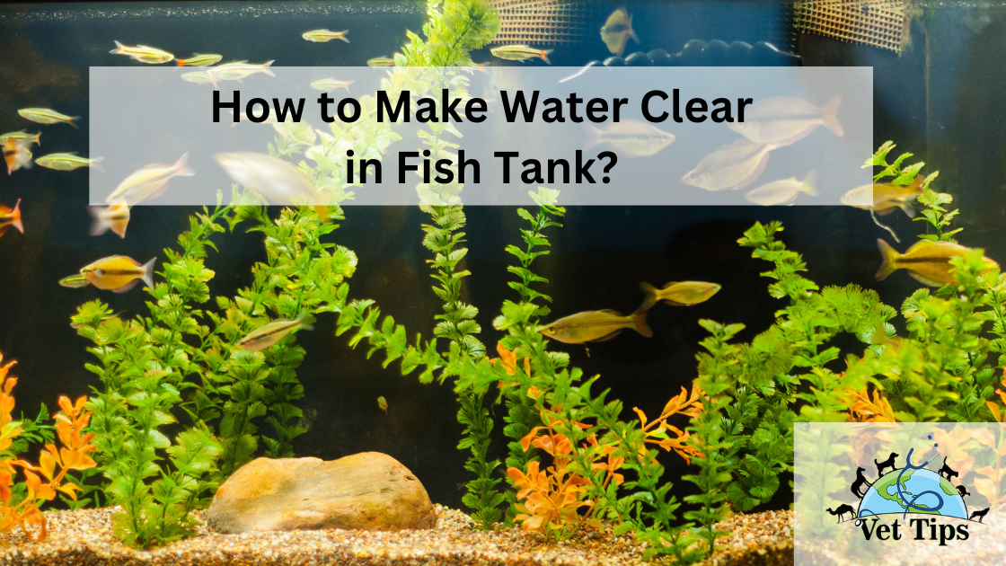 How to Make Water Clear in Fish Tank?