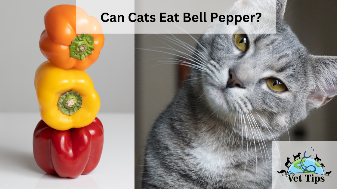 Can Cats Eat Bell Pepper?