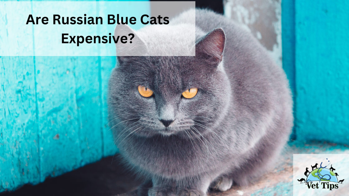 Are Russian Blue Cats Expensive?