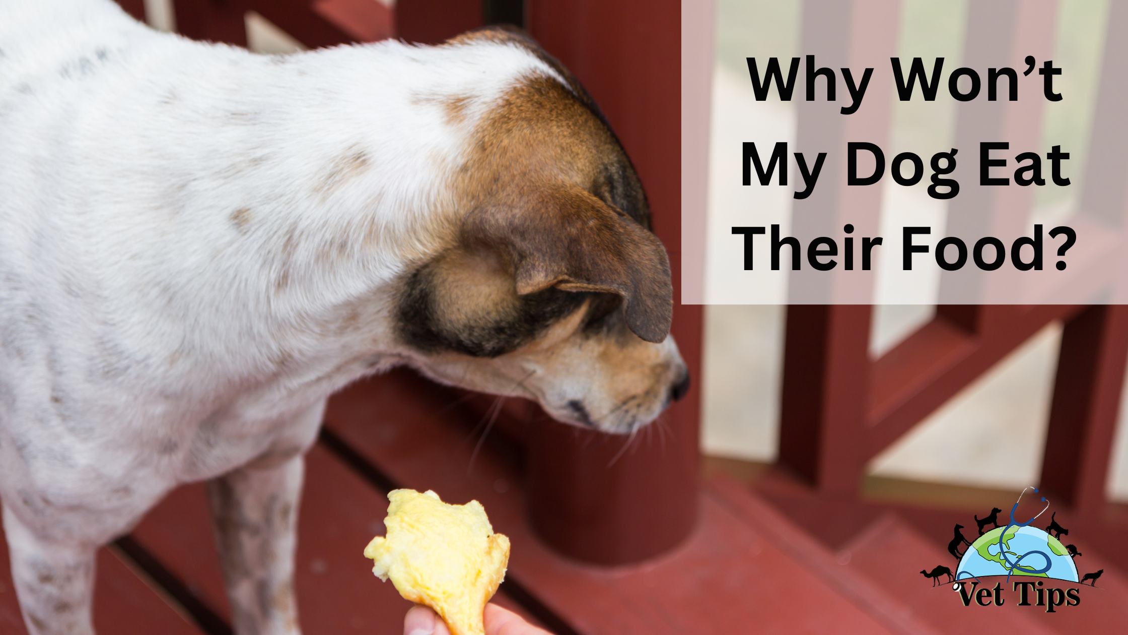 Why Won’t My Dog Eat Their Food?