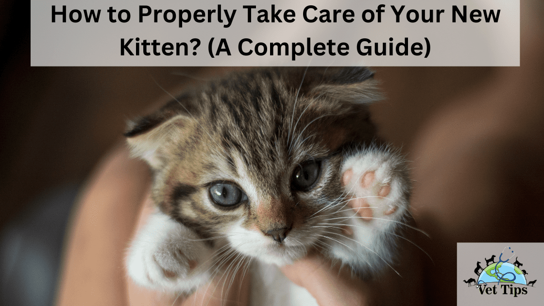 How to Properly Take Care of Your New Kitten?