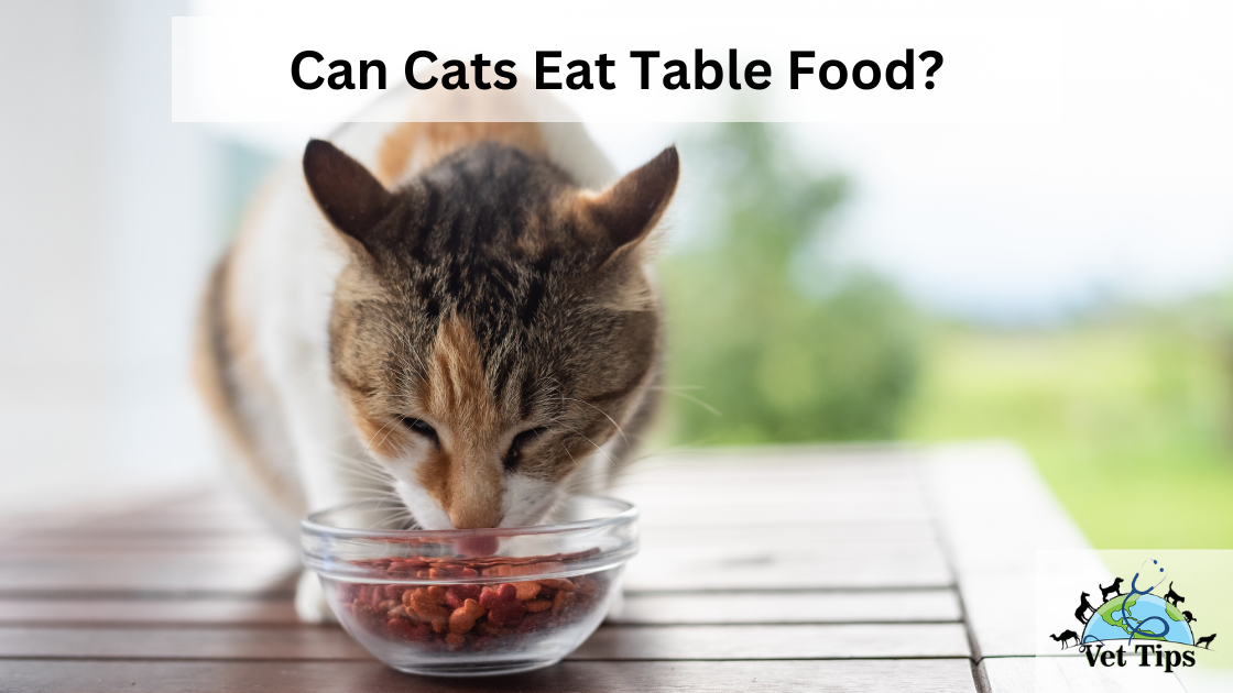 Can Cats Eat Table Food?