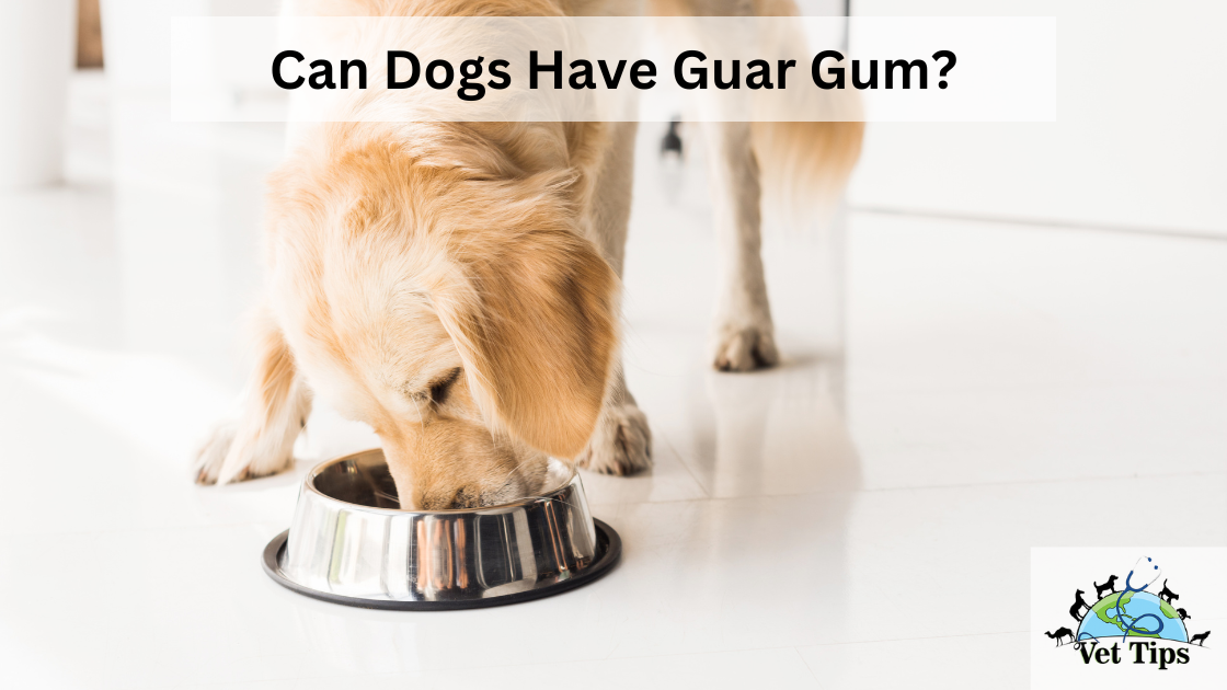 Can Dogs Have Guar Gum?
