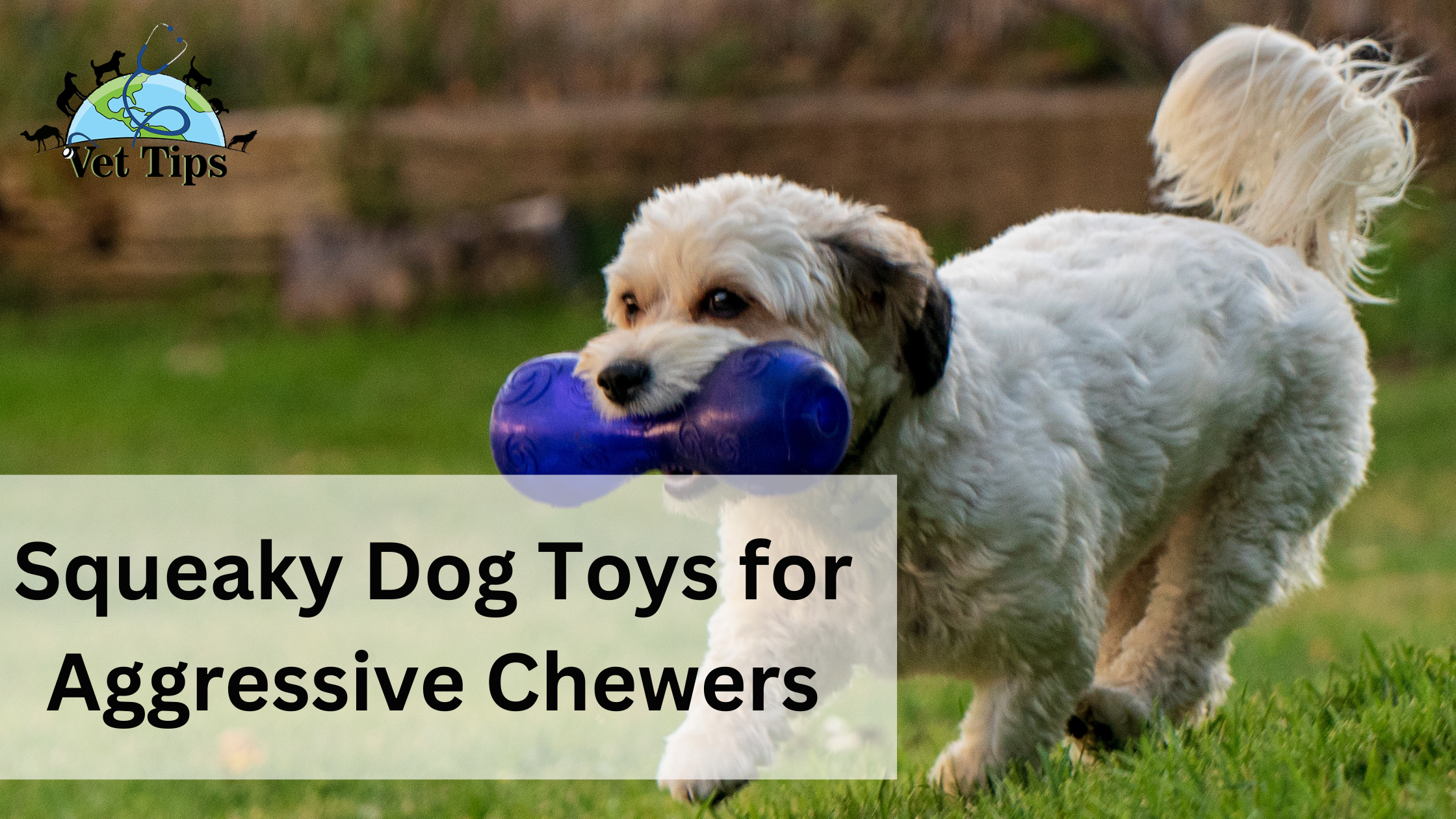 Squeaky Dog Toys for Aggressive Chewers