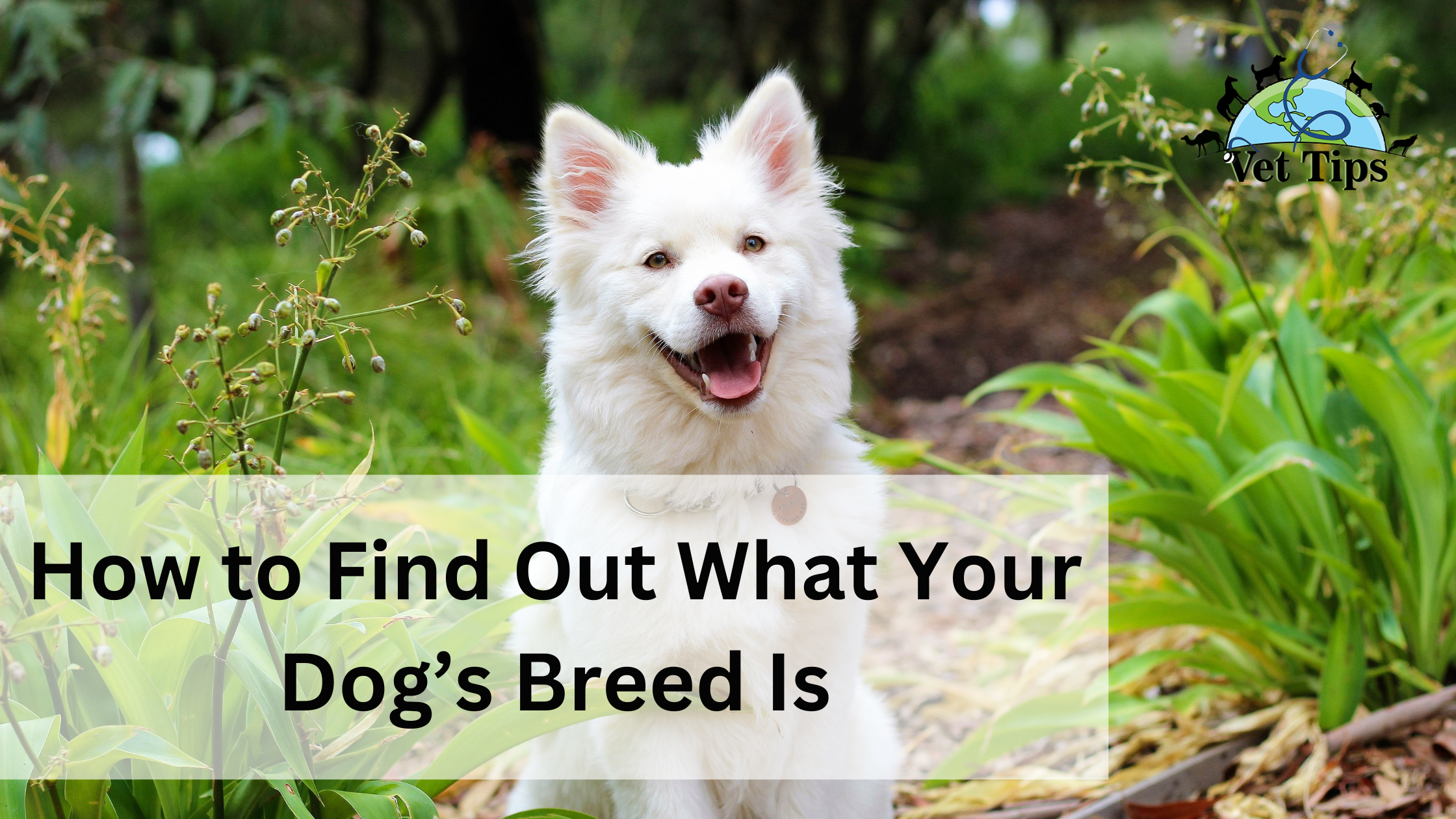 How to Find Out What Your Dog’s Breed Is