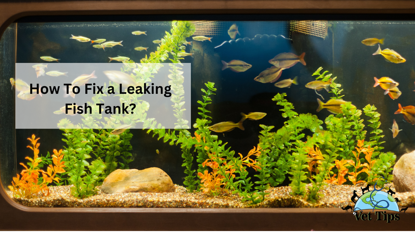 How To Fix a Leaking Fish Tank?