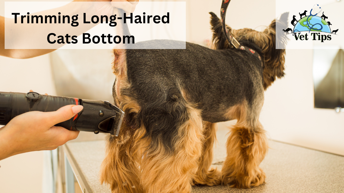 Trimming Long Haired Cats Bottom