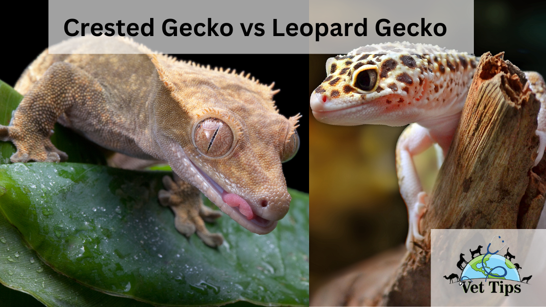 Crested Gecko vs Leopard Gecko