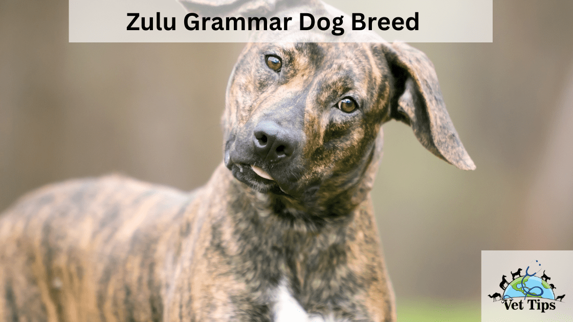Zulu Grammar Dog breed