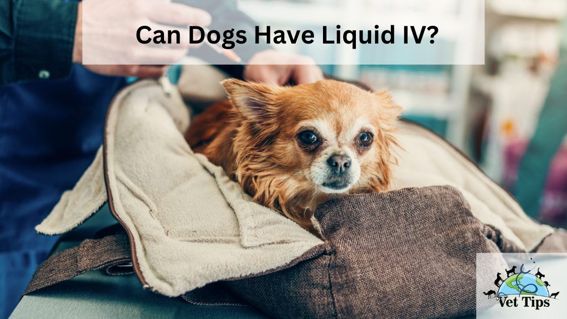 Can Dogs Have Liquid IV?