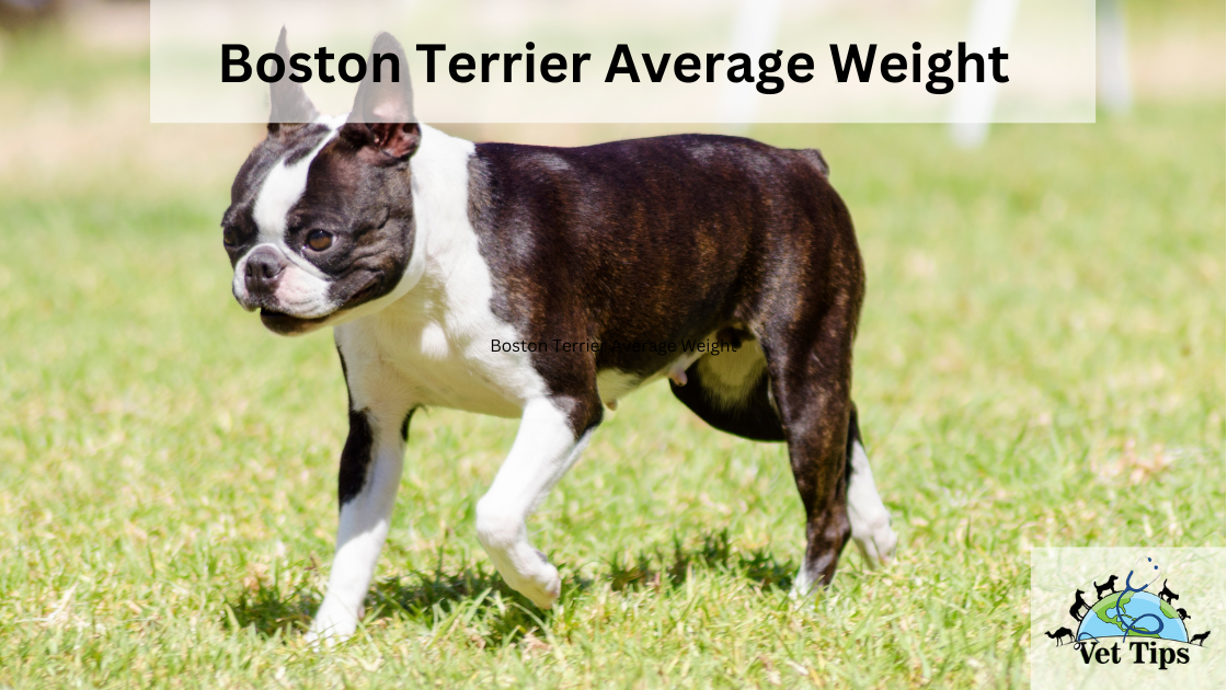 Boston Terrier Average Weight