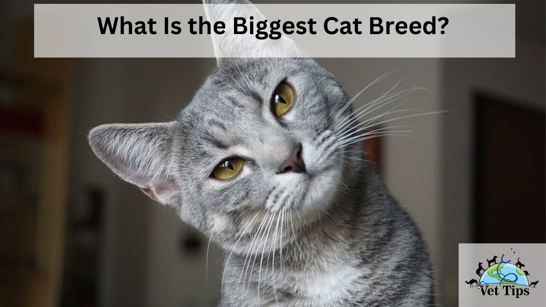 What Is the Biggest Cat Breed?