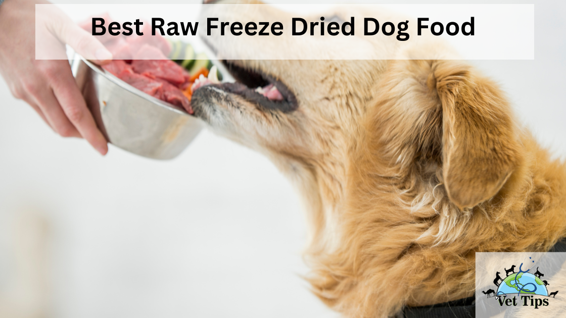 Finding the Best Raw Freeze-Dried Dog Food