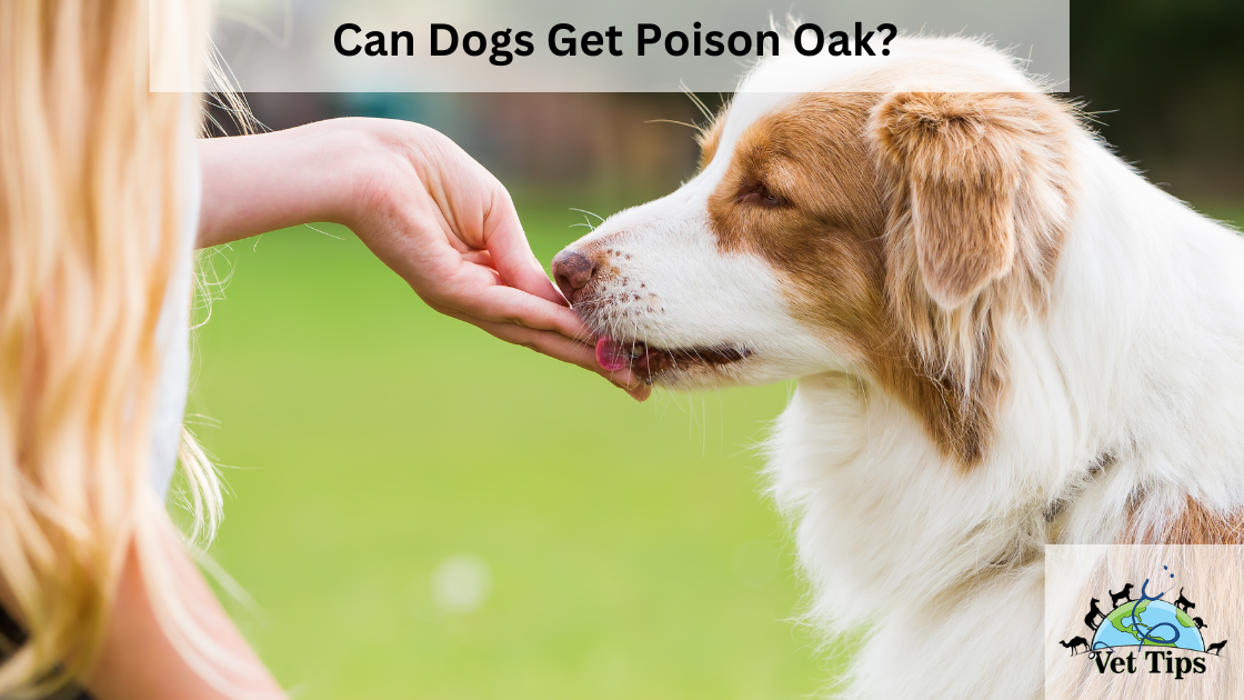 Can Dogs Get Poison Oak?