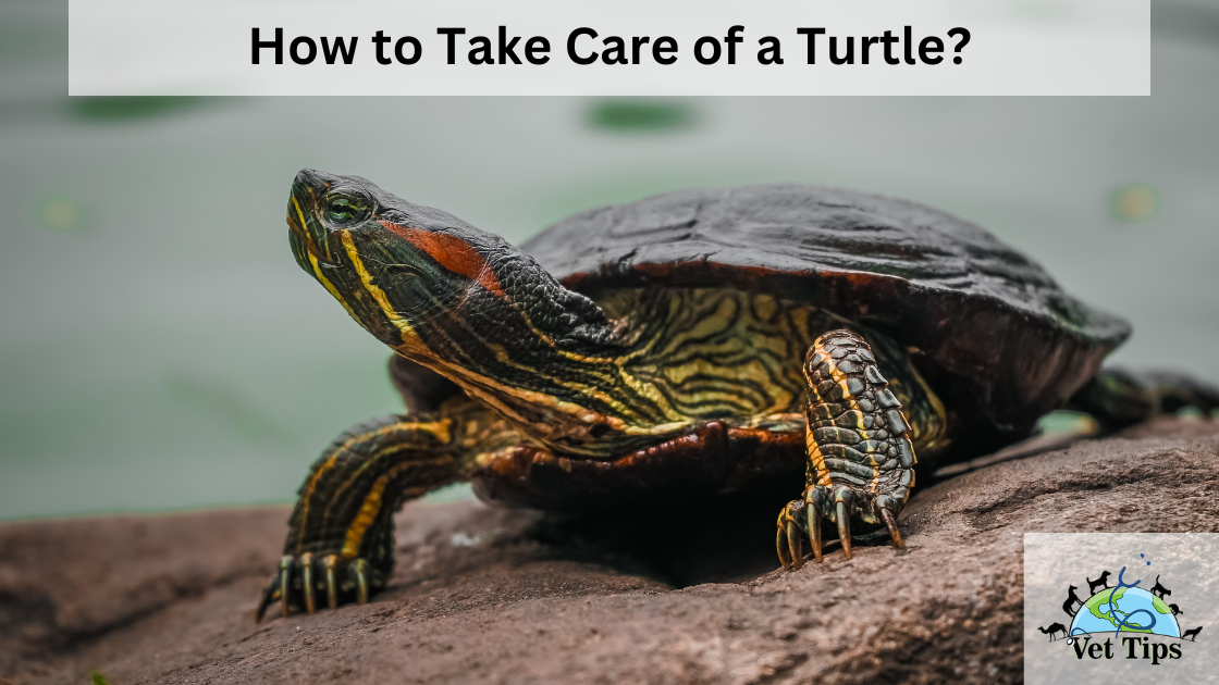 How to Take Care of a Turtle?
