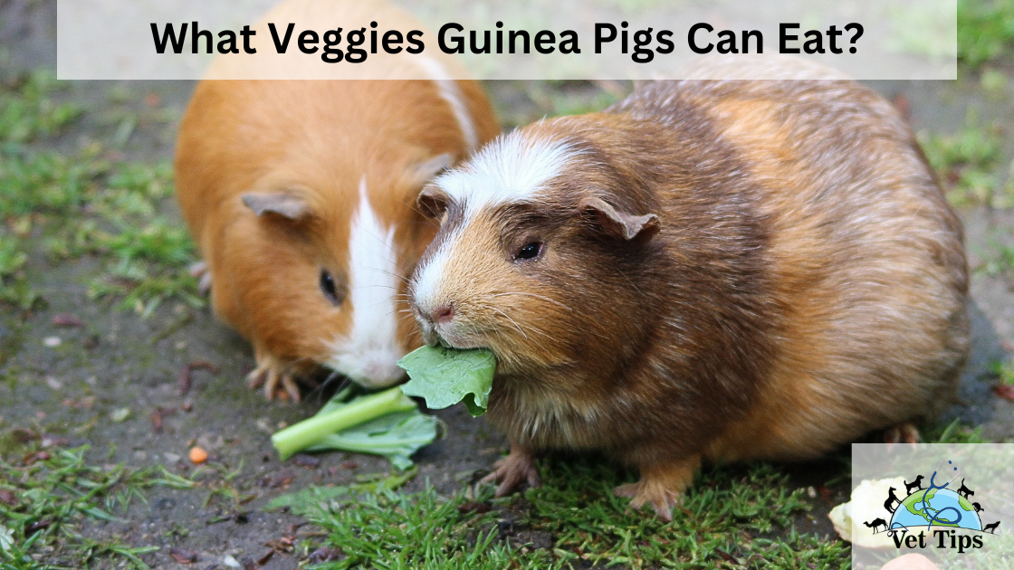 What Veggies Guinea Pigs Can Eat?