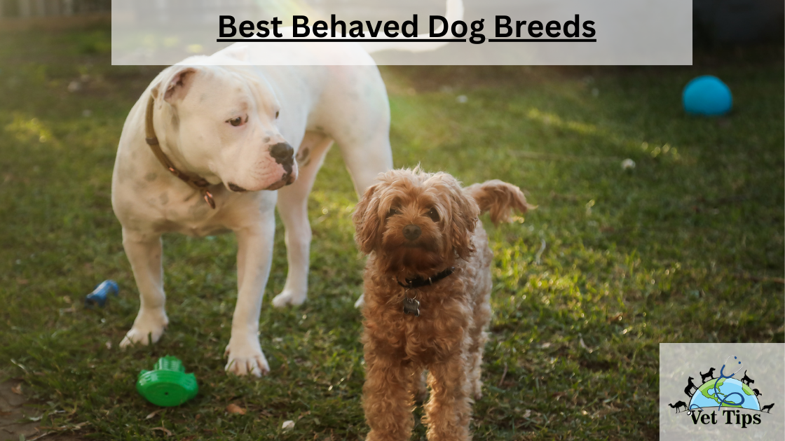 Best Behaved Dog Breeds