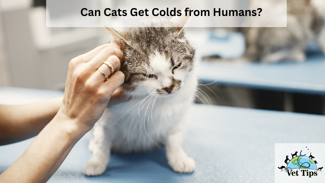 Can Cats Get Colds from Humans?