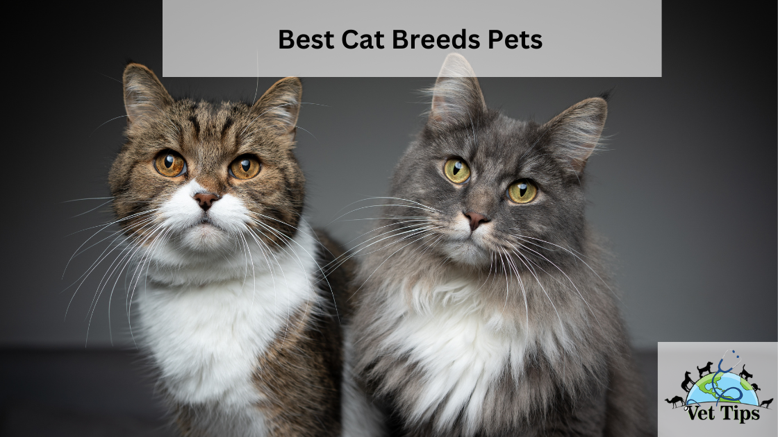 Best Cat Breeds Pets