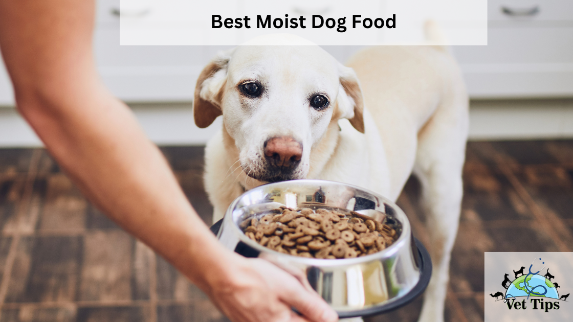Best Moist Dog Food