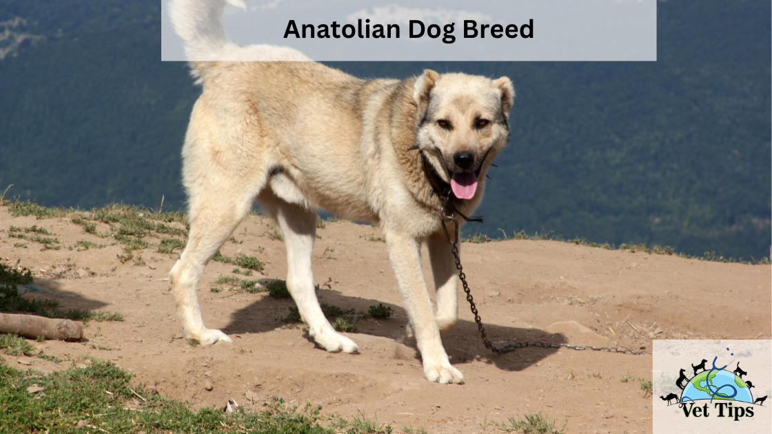 Anatolian Dog Breed