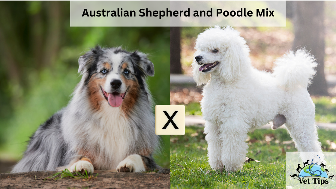Australian Shepherd and Poodle Mix: Aussiedoodle Breed Guide and Overview