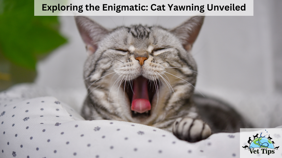 Exploring the Enigmatic: Cat Yawning Unveiled