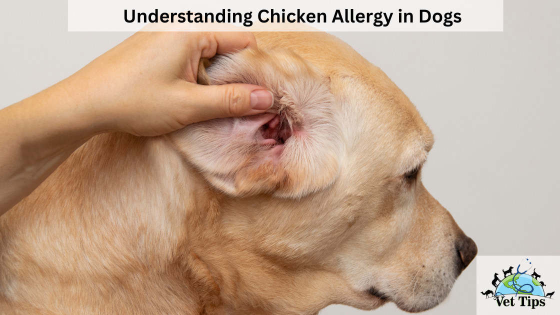 Understanding Chicken Allergy in Dogs