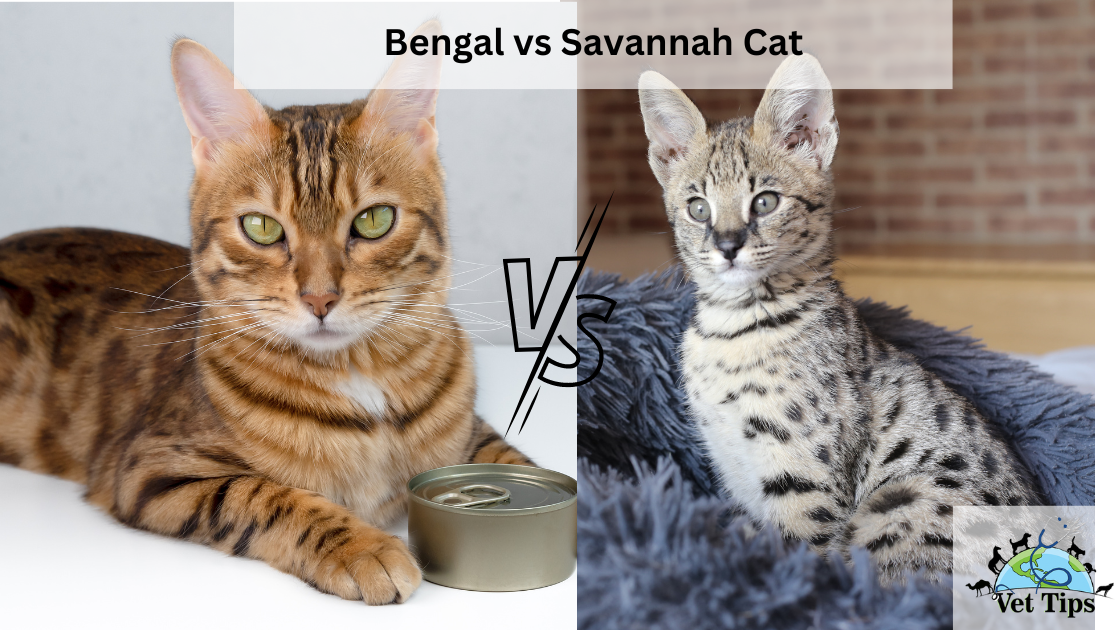 Bengal vs Savannah Cat