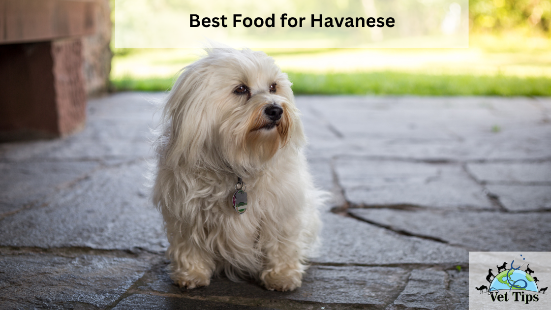 Best Food for Havanese