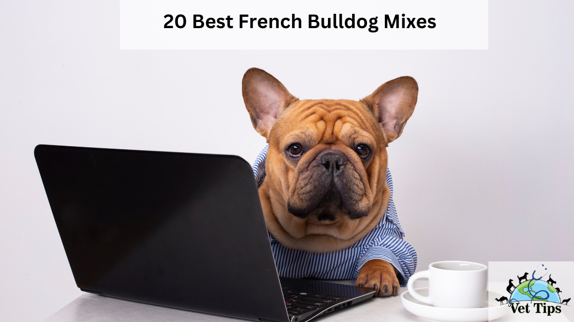 20 Best French Bulldog Mixes