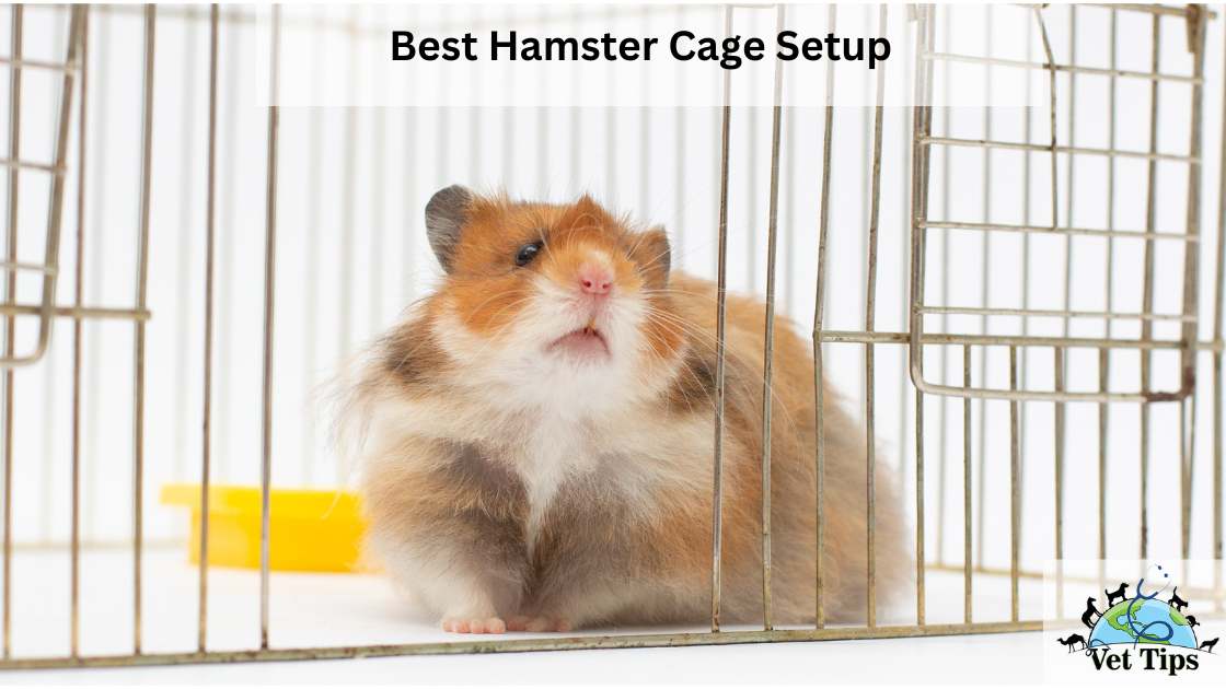 Best Hamster Cage Setup
