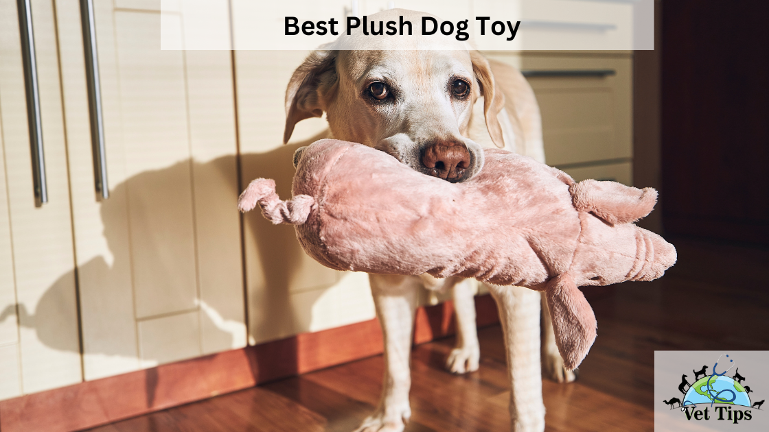 Best Plush Dog Toy