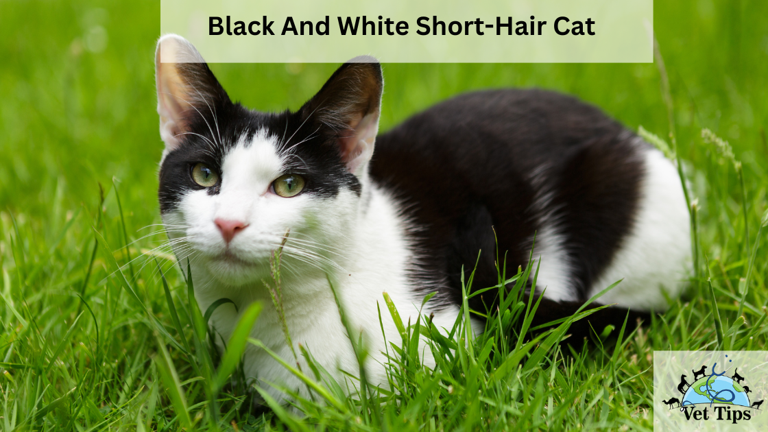 Black And White Short-Hair Cat