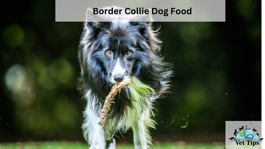 Border Collie Dog Food