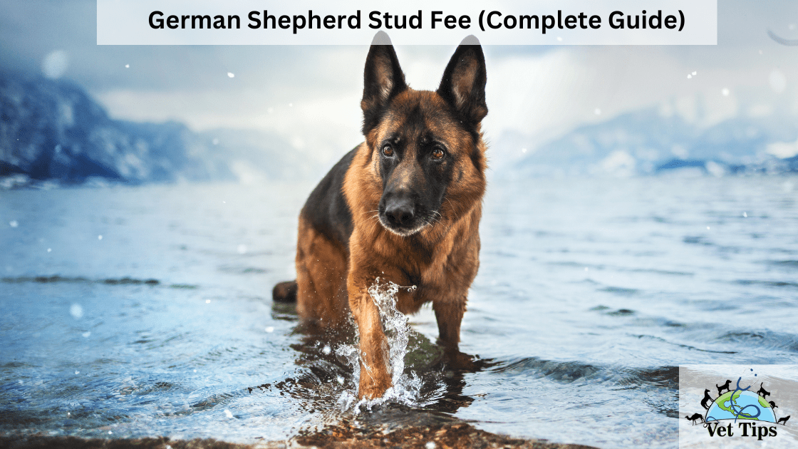 German Shepherd Stud Fee