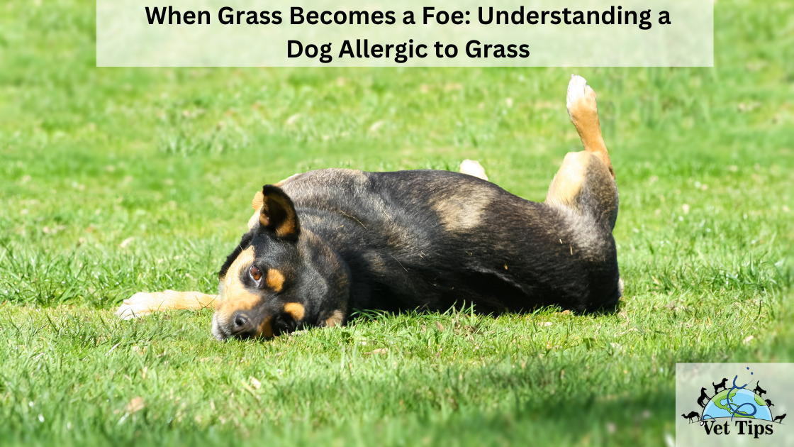 When Grass Becomes a Foe: Understanding a Dog Allergic to Grass