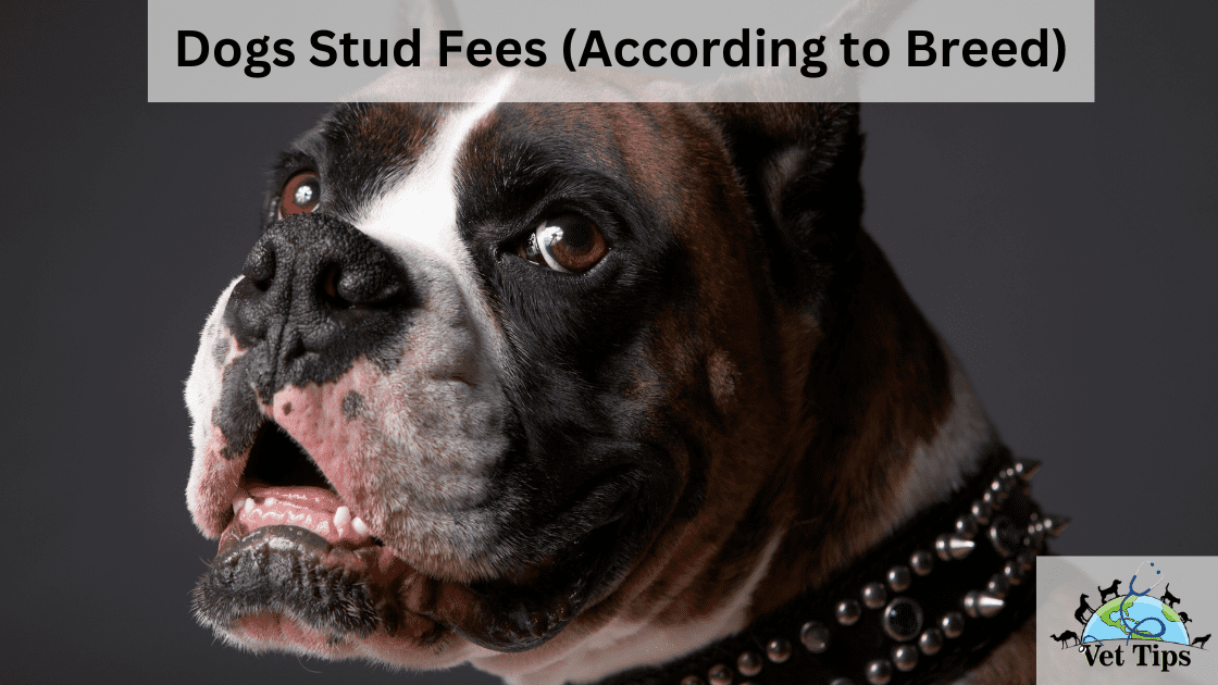 Dogs Stud Fees (According to Breed)